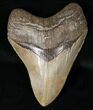Quality Megalodon Tooth - Savannah, Georgia #16009-1